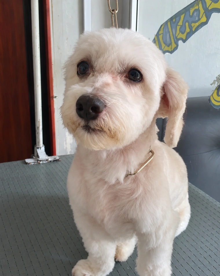 Poodle color crema recién arreglado