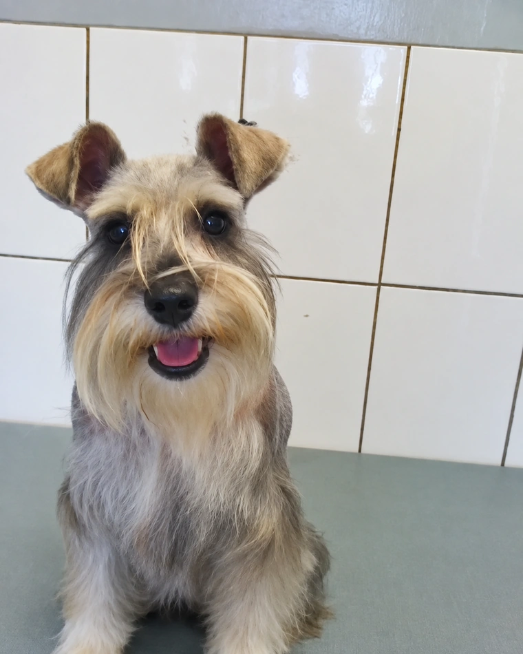 Schnauzer de frente después de su corte